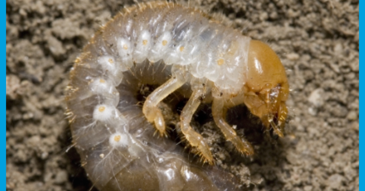 Figure 3: Japanese beetle white grub; David Cappaert.