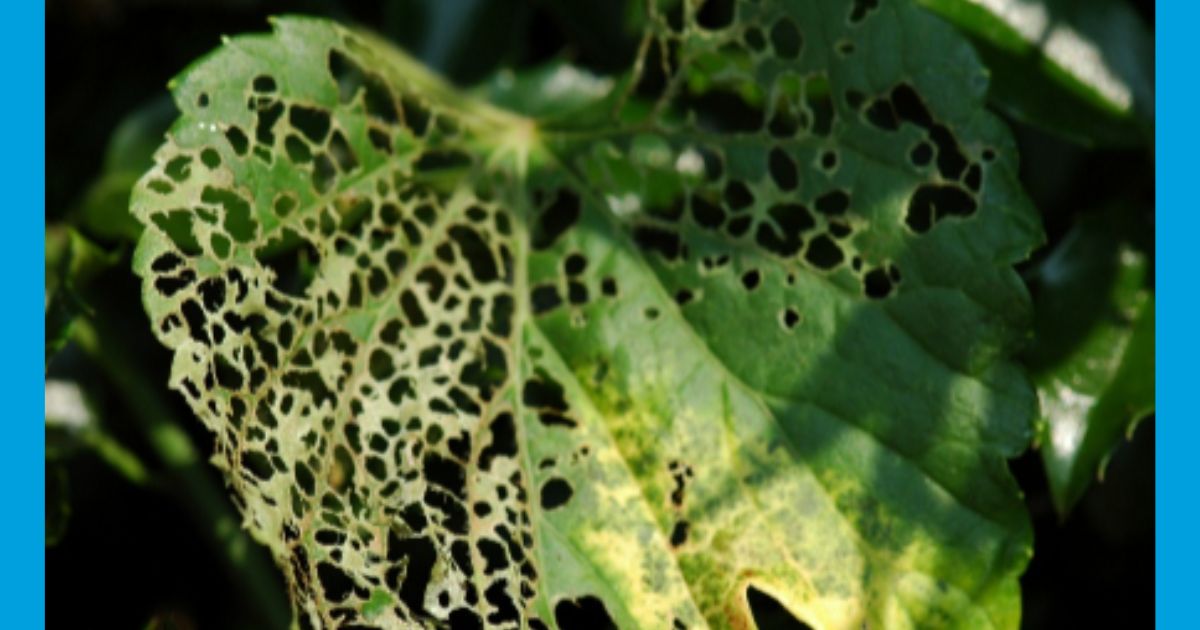 Figure 1: Japanese beetle damage; Brian Kunkel, University of Delaware.