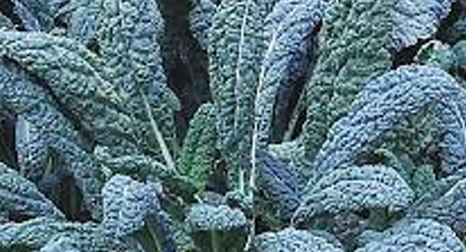 Kale photo courtesy of Gail Hermenau. Kale photo courtesy of Gail Hermenau.