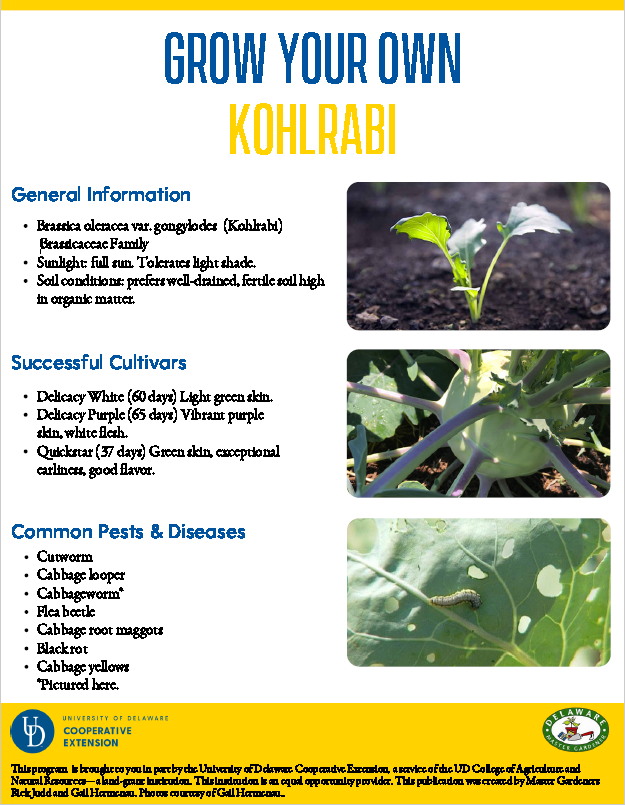 A thumbnail of the Kohlrabi  factsheet