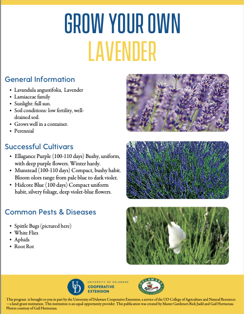 A thumbnail of the lavender facsheet