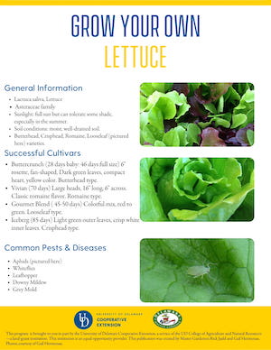 A thumbnail of the lettuce factsheet