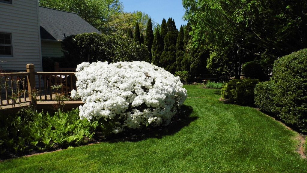 Livable Plants for a Healthy Home Landscape