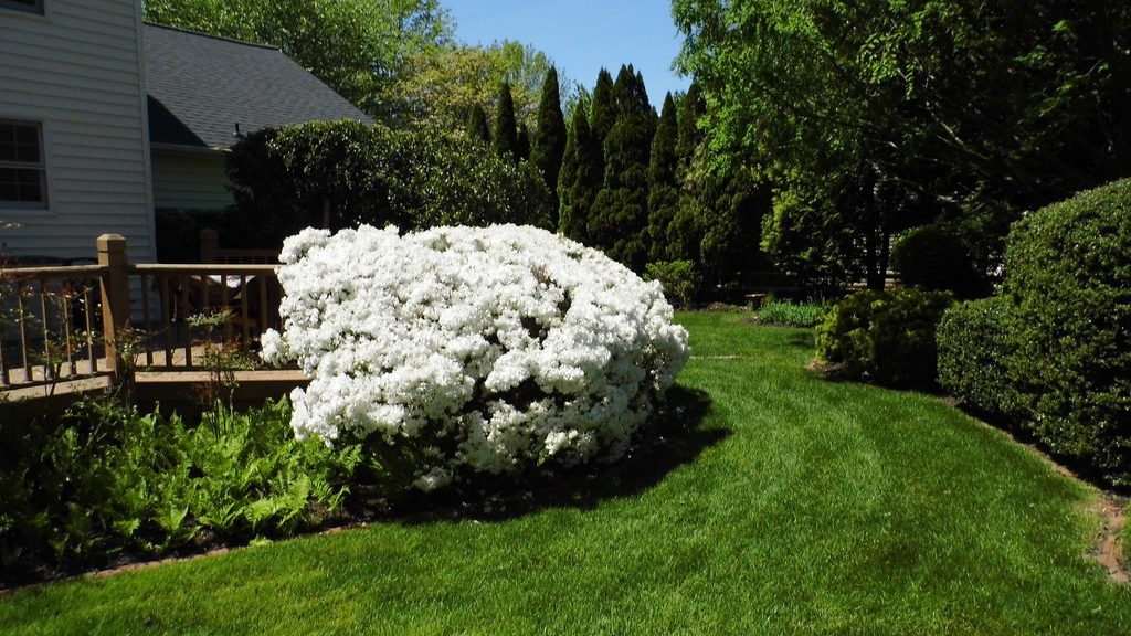 White flowering bush