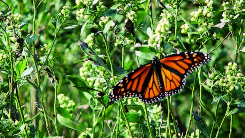 Monarch butterfly