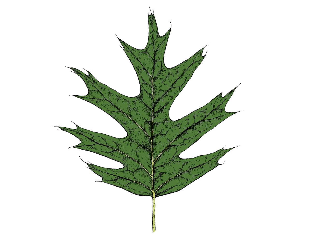 northern red oak leaf