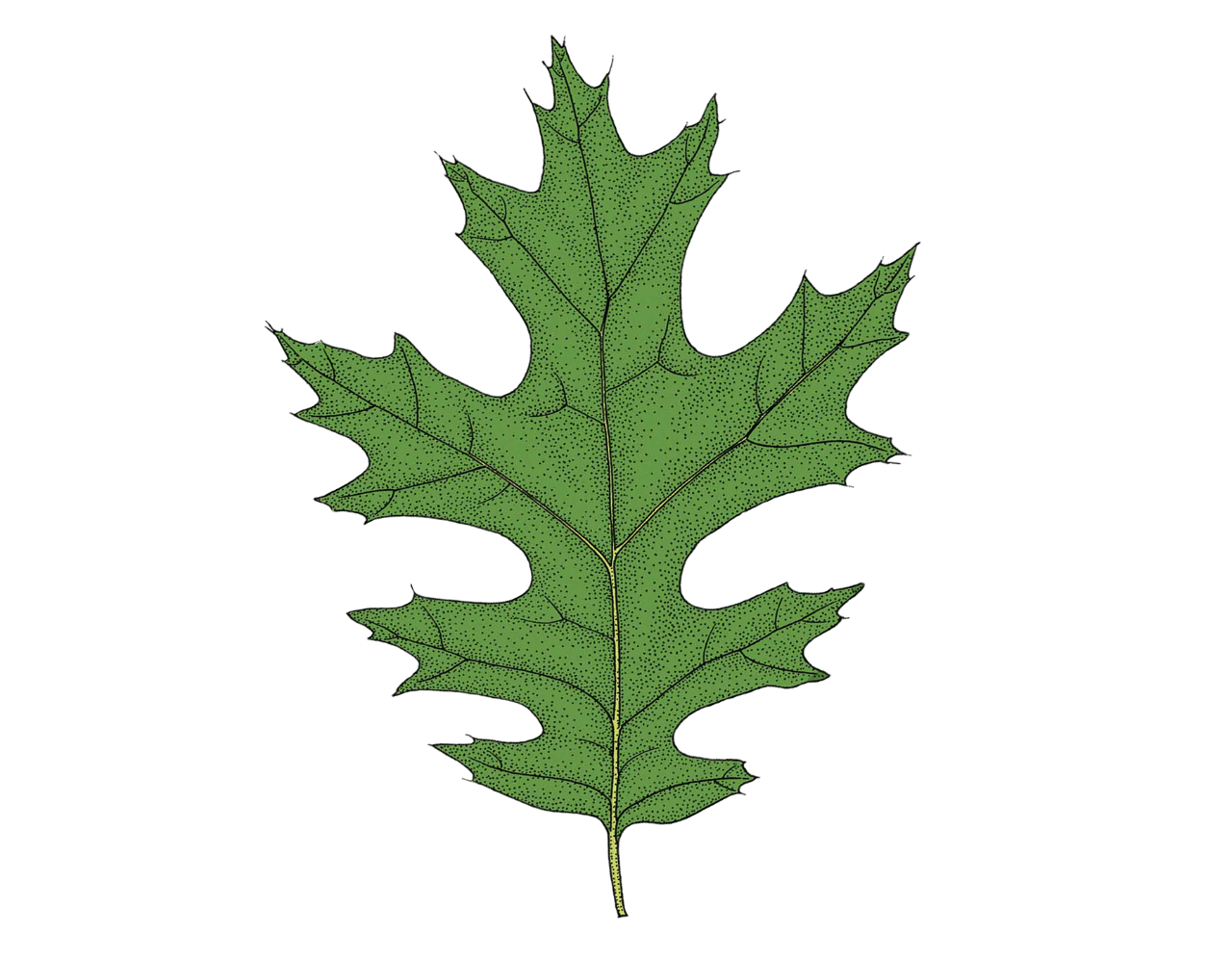 scarlet oak leaf