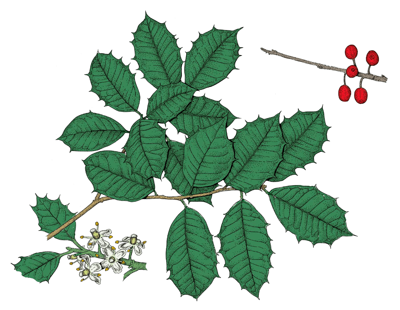 drawing of american holly leaves