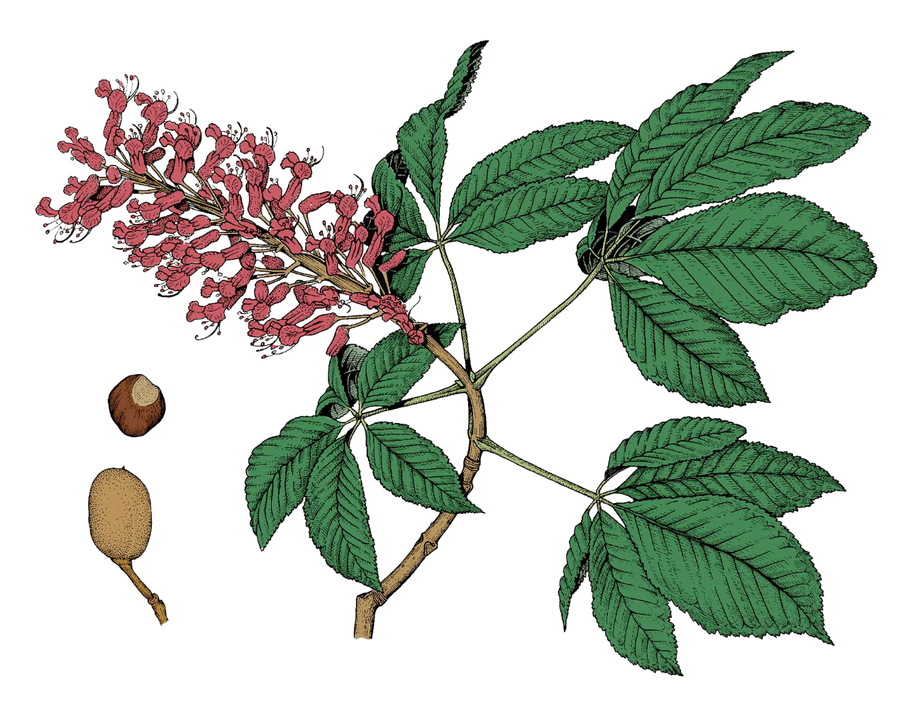 drawing of red buckeye leaves