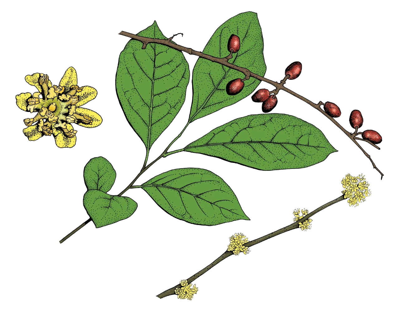 Drawing of a spicebush leaf