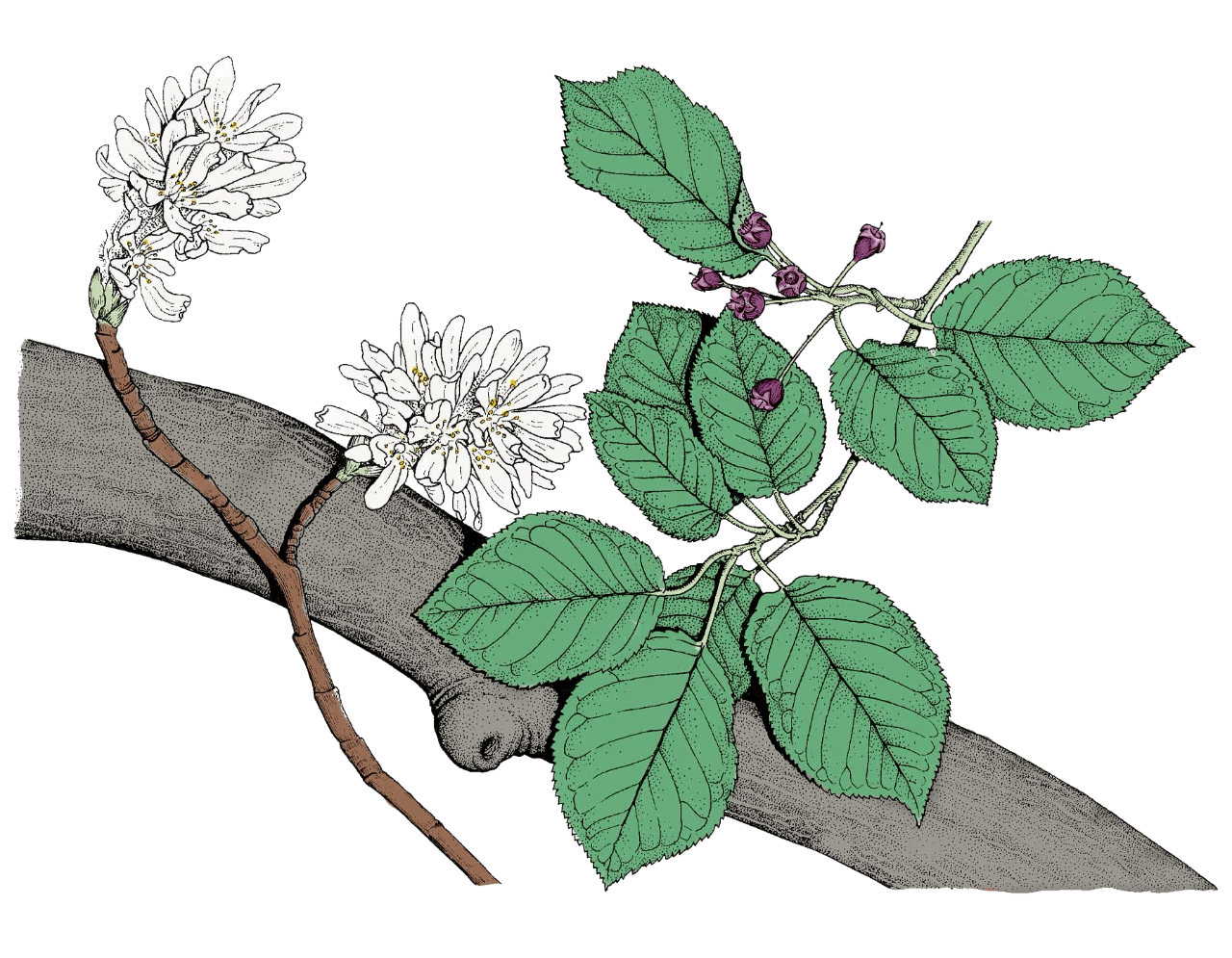 drawing of downy serviceberry