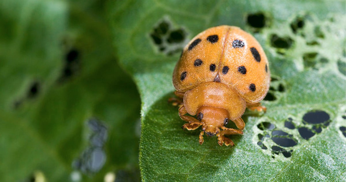 A mexican bean beetle on a leaf it had been eating.