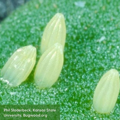 Rigged, clear, oblong Cabbageworm eggs sticking up from a leaf.