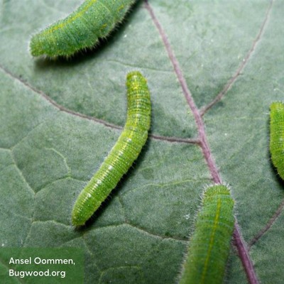 Cabbageworm larvae