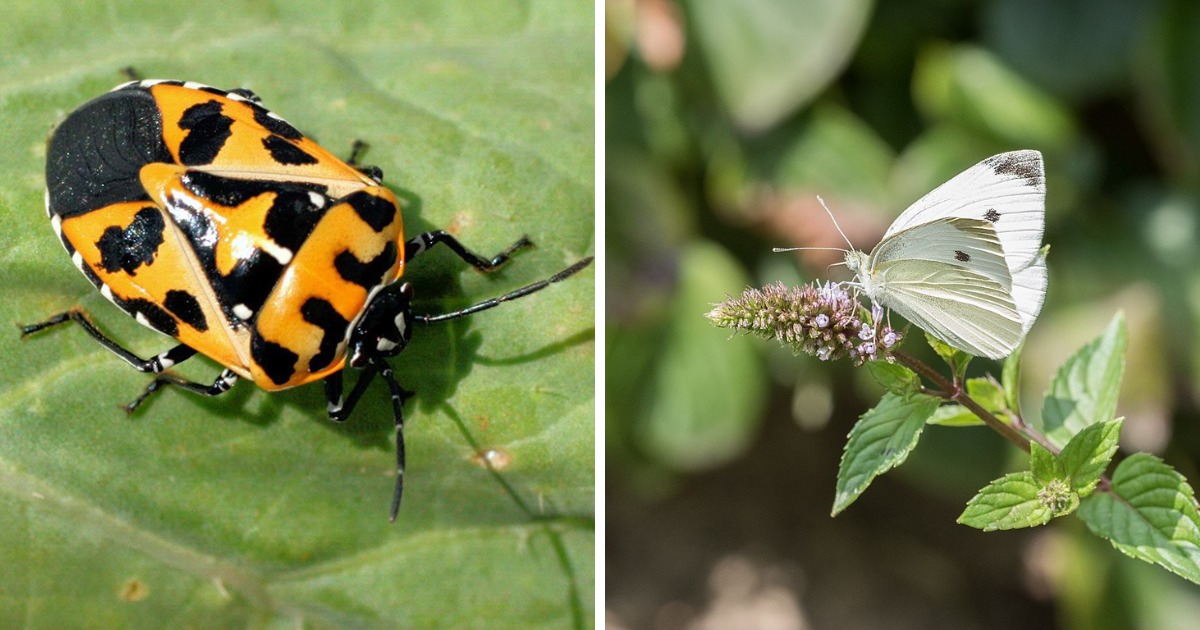 A collage of a Harlequin Bug and Cabbage white butterfly.
