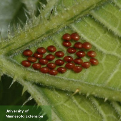 Small round red eggs on a leaf.