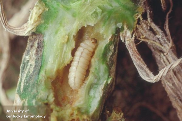 A squash vine borer larvae inside a hollowed-out stem.