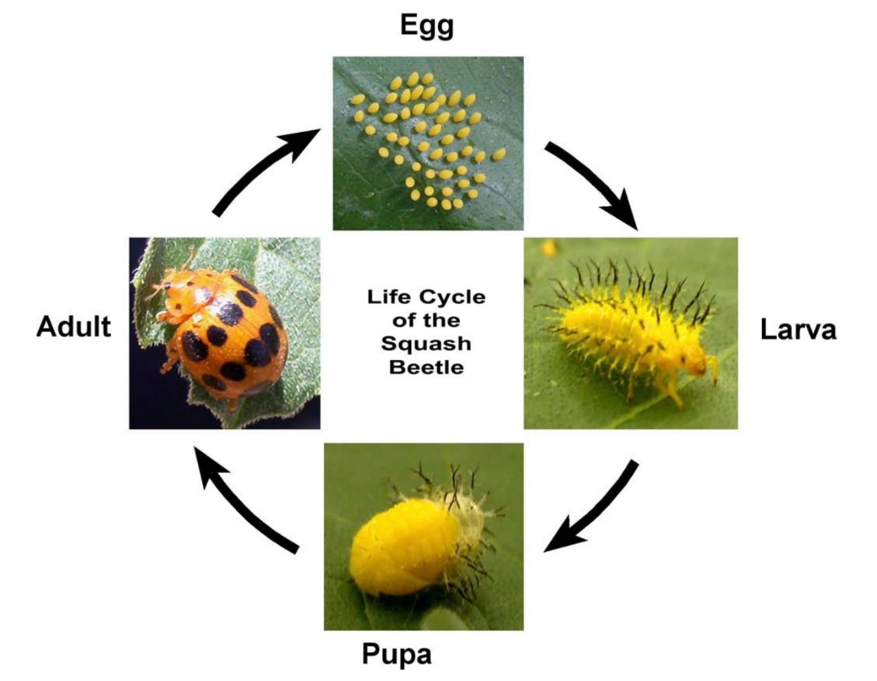 Nonchemical pest control options for managing insect pests on