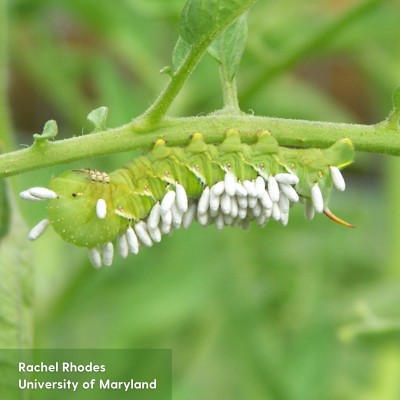 A hornworm with white parasite eggs on it's back.