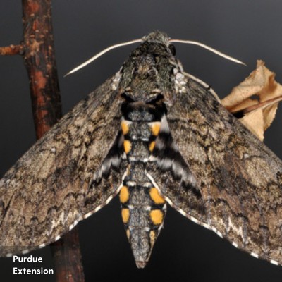 A large brown, black and orange moth.