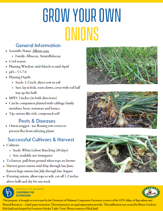 A thumbnail of the onion factsheet
