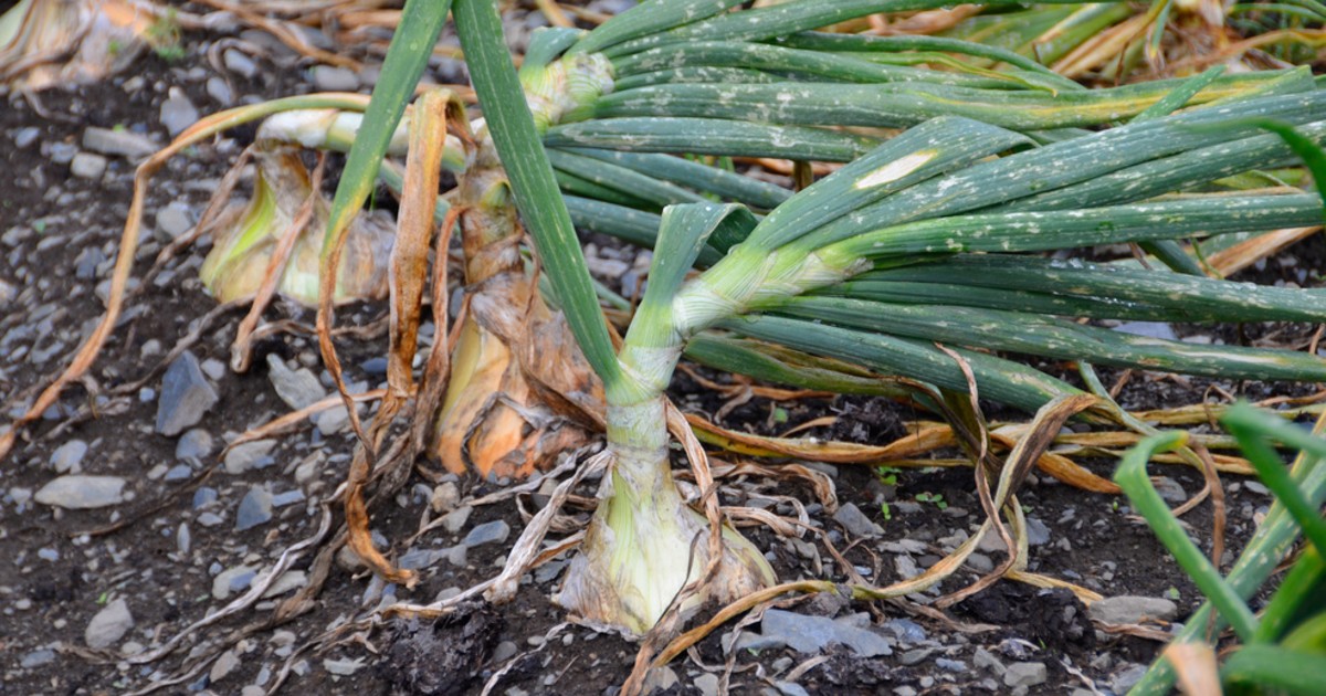 Onion roots in the soil