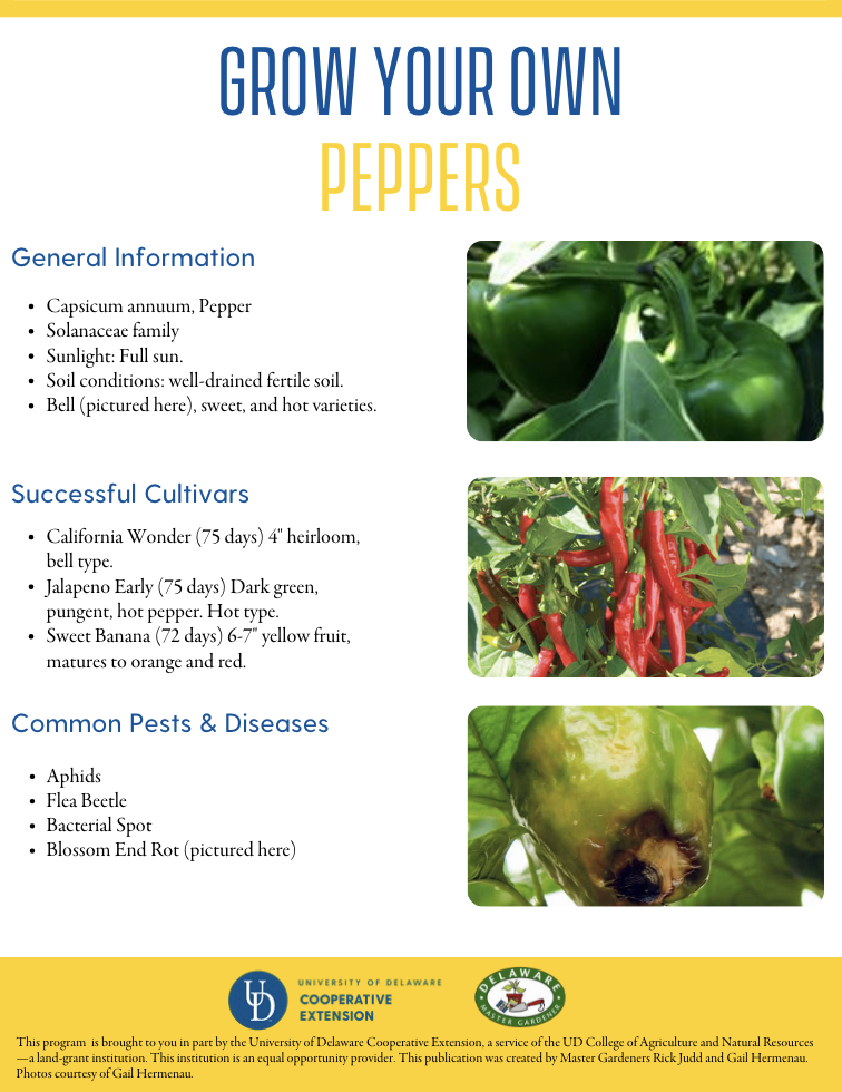 A thumbnail of the Peppers factsheet