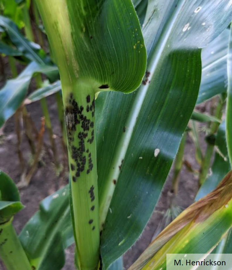 Physoderma brown spot lesions on corn stalks and leaves