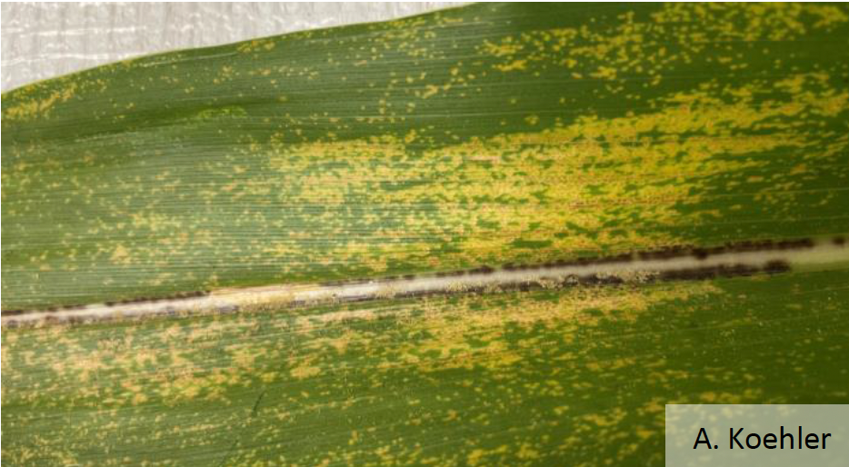 Septoria brown spot lesions and lesion banding on the leaf surface