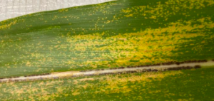 Septoria brown spot lesions and lesion banding on the leaf surface