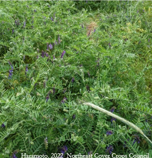 Close up of hairy vetch blooming. 