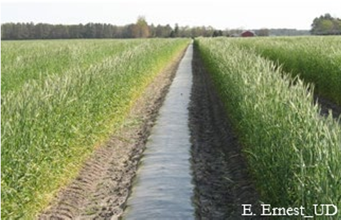 Rye windbreaks between every row of black plastic mulch.