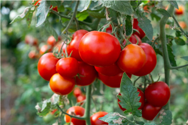 Ripe Tomatoes on a vine