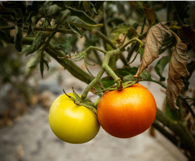 Tomatoes at different ripeness stages.