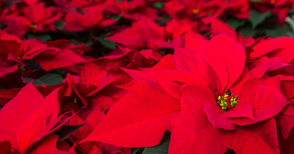 Curly Poinsettias