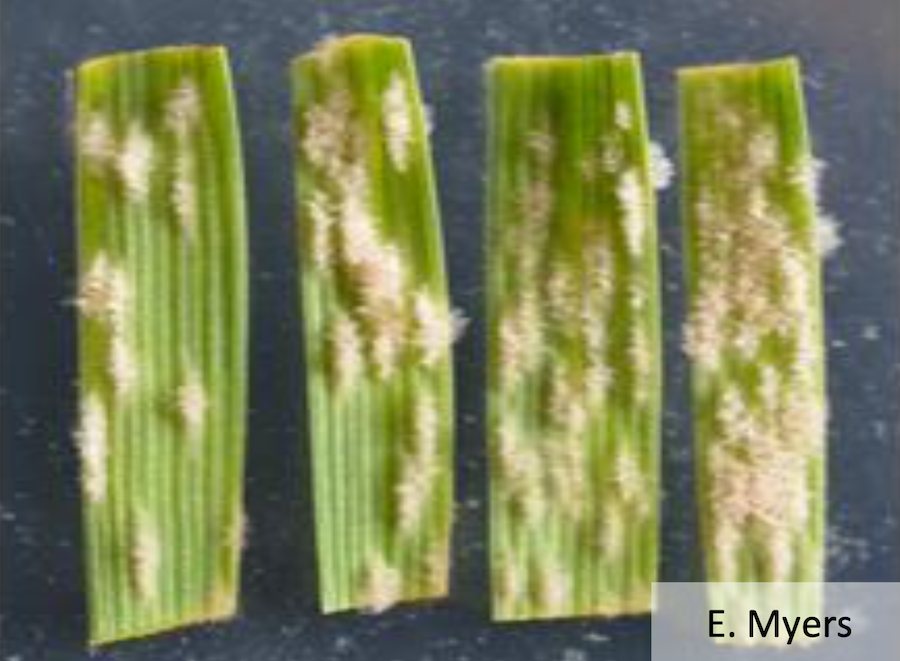 Fig 2: Different growth of powdery mildew on lines with most to least resistance