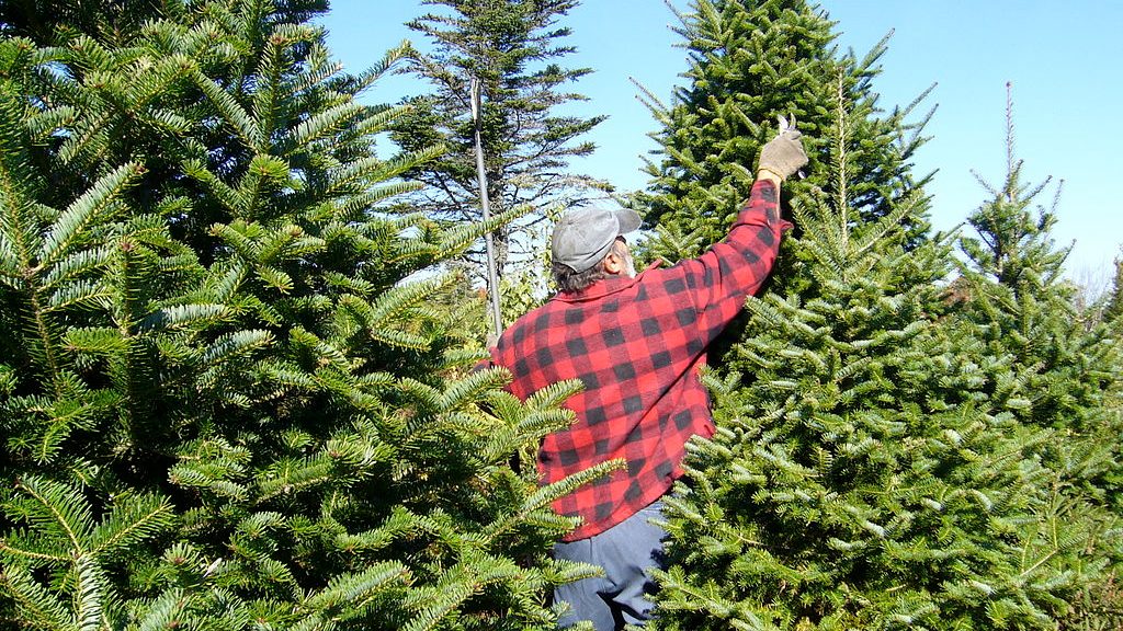 A man pruning an evergreen tree