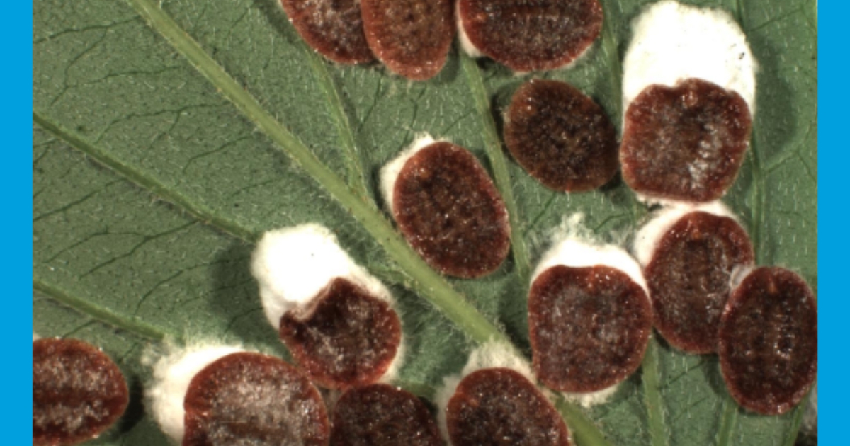 Figure 3: Adult cottony maple leaf scale, some with ovisacs; Nancy Gregory, University of Delaware. Figure 3: Adult cottony maple leaf scale, some with ovisacs; Nancy Gregory, University of Delaware.