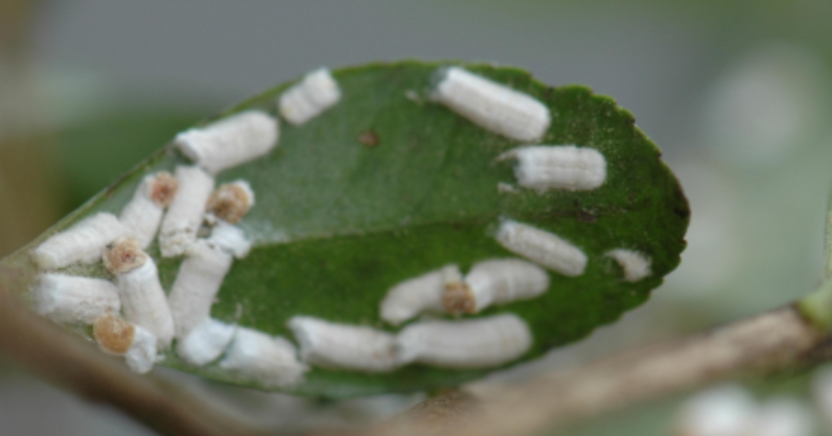 pul2 - 1 Figure 2: Cottony camellia/taxus scale ovisacs; Brian Kunkel, University of Delaware.
