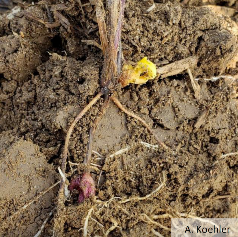 Developing corn root system infected by Pythium