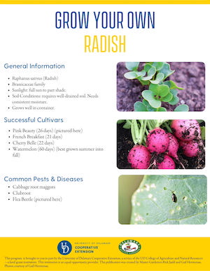 A thumbnail of the radish factsheet