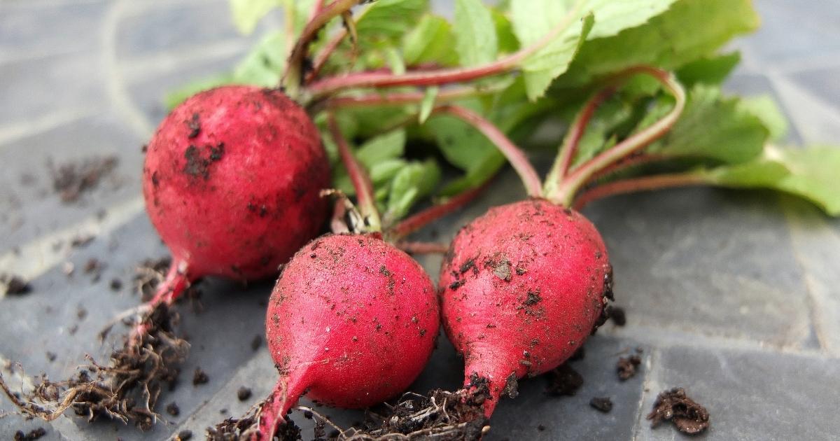 radishes in dirt