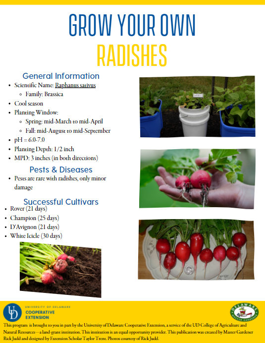 Radishes  Fact Sheet Thumbnail