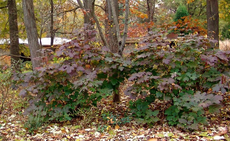 Hydrandgea quercifolia with leaves