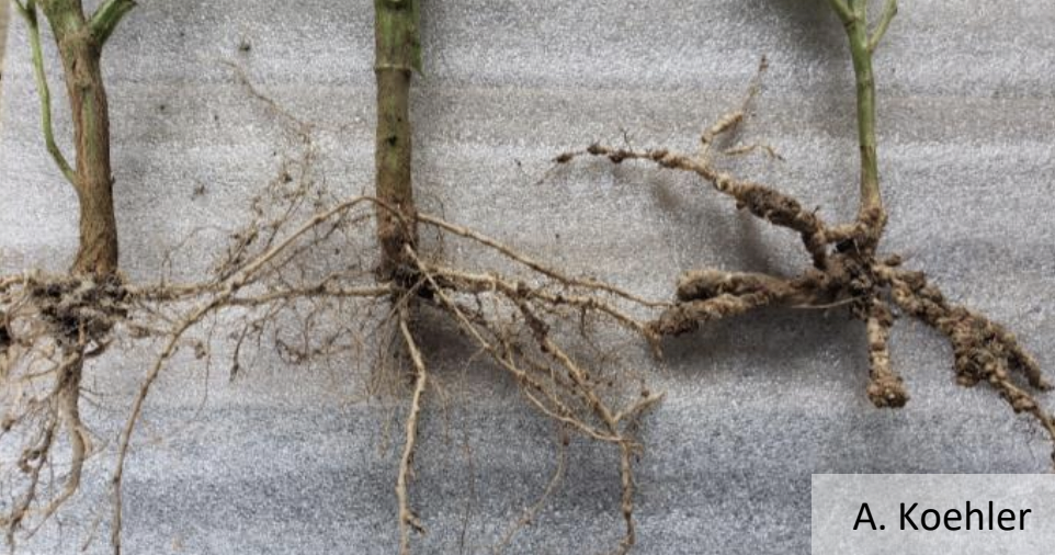 Fig 3: Soybean root systems with different levels of galling from RKN