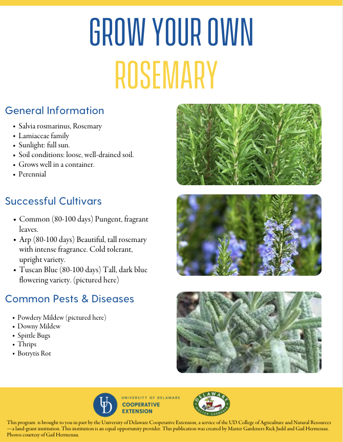 A thumbnail of the Rosemary facsheet