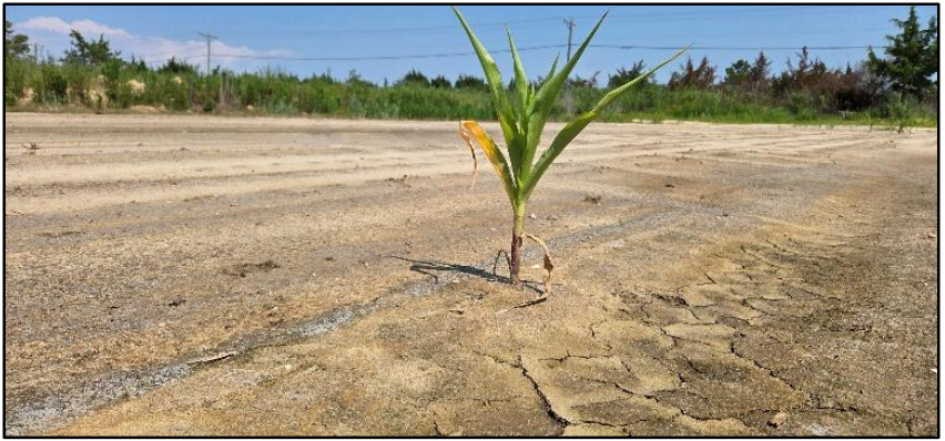 Figure 3: Persistent salinity in fields may prevent crop productivity in future years, leading to a prevent plant situation (photo: Jarrod Miller).