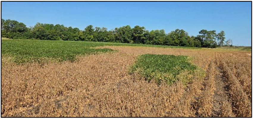 Figure 2: Soybean death and senescence (brown colors) occurring after a coastal storm flooded the field (photo: Jarrod Miller).