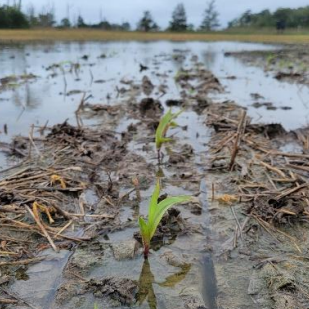 Figure 1: Corn emerging into a flooded coastal field with potential salt impacts (photo: Jarrod Miller).