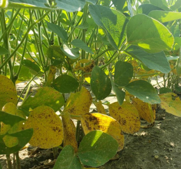 Fig 1: Septoria brown spot in the lower canopy